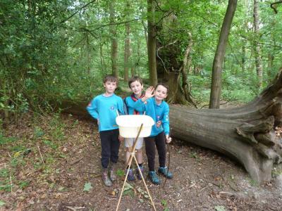 Beavers outside next to tree