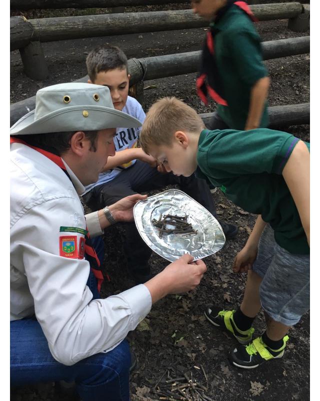 Cubs looking at silver foil plate